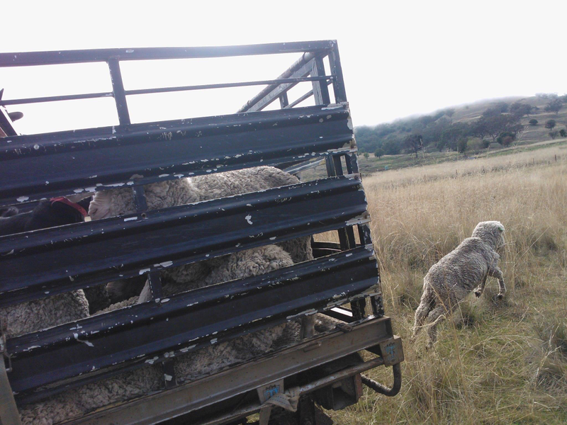 Illustration for article titled So I've done a thing... (warning - farm stuff)